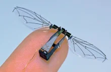 Polskie roboty naśladują owady. Potrafią ratować ludzi i zapylać.
