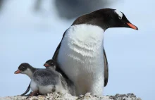 Guano pingwinów zdradziło… historię wybuchów wulkanu