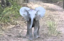 Słoń szarżuje na filmowca... bardzo nieduży słoń.
