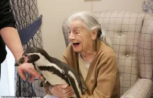 Pingwiny w domu opieki. "Niezastąpiona terapia dla osób z demencją"