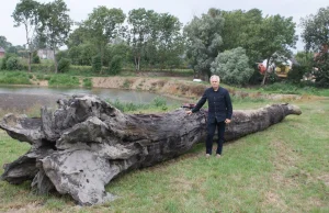 Z powodu suszy woda odsłoniła dąb sprzed Chrztu Polski