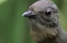 Lirogon - niesamowity ptak