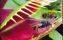 Kompilacja owadów złapanych przez muchołówki