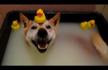 Ja nie chcę do wody! - kompilacja wideo z psami i kotami