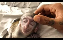 Małpka cieszy się najlepszym masażem w historii!