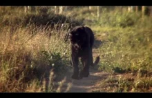 The incredible story of how leopard Diabolo became Spirit