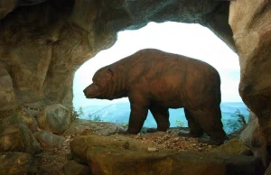 Niedźwiedź jaskiniowy wyginął przez człowieka