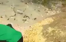 Ryby zjadają żywe kurczęta