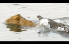 Krokodyl atakuje płynącego lwa. Niesamowity film!