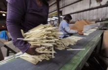 Świat się kończy. Chińczycy kupują miliony pałeczek do ryżu made in USA