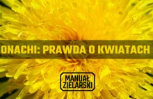 Caput Monachi: Prawda o kwiatach mniszka