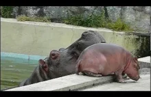 Hipopotam rodzic i dziecko