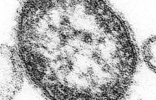 Naukowcy zbudowali wykrywacz grypy