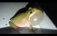 Śmieszna żaba.