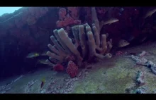 Wizyta w podwodnym laboratorium Fabiena Cousteau