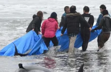 Japonia: morze wyrzuciło na plażę około 150 delfinów