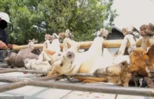 Indonesia's Dog Meat Bus , Part 1