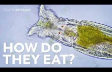 Jak jedzą jednokomórkowce?