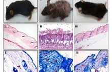 Naukowcy pomajstrowali przy DNA myszy i sprawili, że odmłodniały w miesiąc !