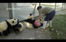 Ciężka praca na wybiegu dla małych pand.
