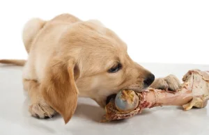 Dlaczego pies przed jedzeniem wyrzuca karmę z miski?