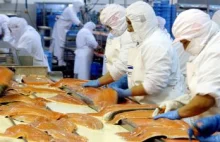 Z hodowli w Chile uciekło 690 tys. łososi. „Znaczne szkody dla środowiska”
