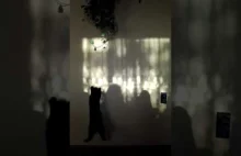 Kotek łapie cień