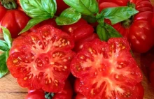 Pomidor czy wiesz że ? Najlepsze ciekawostki - - Przepisy kulinarne na...