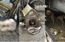 Wielkopolska: Psy żyły wśród szczątek martwych zwierząt