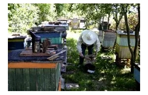 Masowo giną roje pszczół bo rolnicy opryskują plony w dzień zamiast wieczorem