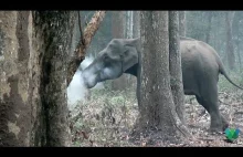 Palący słoń