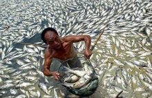 Wielomilionowe zgony ryb na całym świecie [EN]