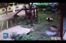 Chińskie zoo i facet, który odwiedził pandę