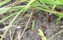 Mrówki z rolniczym zacięciem
