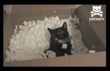 Co się stanie, gdy wrzucisz kota do pudełka ze styropianowym wypełniaczem?