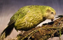 Kakapo – najcięższa papuga świata