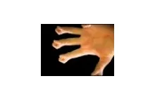 Hand Fingers