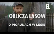 O piorunach w lesie | Oblicza lasów #23