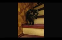 Kot tańczy walca :D