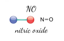 Pompa na siłowni?! Tlenek azotu – tajemnicza molekuła...