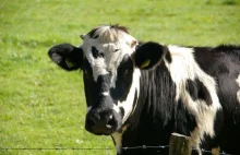 Stało się! Działacze PETA uważają mleko za rasistowskie, a dojenie krów za...