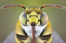 Pszczoła wpada w depresję