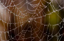Nasycone grafenem sieci pajęcze mogą wytrzymać impet spadającego samolotu