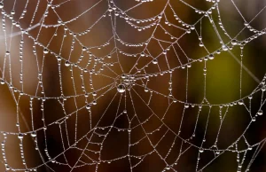 Nasycone grafenem sieci pajęcze mogą wytrzymać impet spadającego samolotu