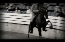 Torturowanie koni w USA: Tennessee Walking Horse