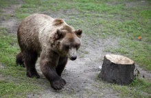Niezwykła wędrówka tatrzańskiego niedźwiedzia