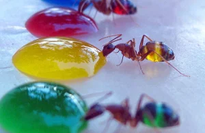 Mrówki w kolorach tęczy. [ang]
