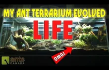 OMG! MY GIANT ANT TERRARIUM EVOLVED LIFE!