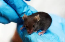 Naukowcy wydłużyli czas życia myszy o 25% usuwając specyficzny typ komórek.