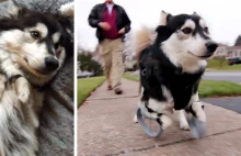 Dog With Deformed Paws Gets 3D-Printed Prosthetic Legs That Let Him Run